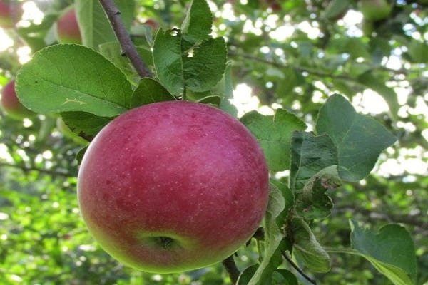 caring for the apple tree