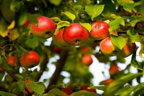 fruit picking