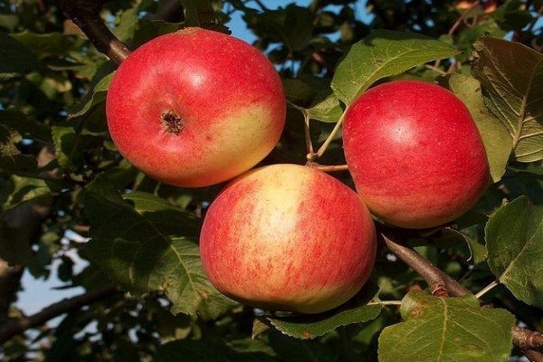 early ripe apple tree