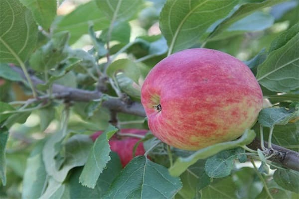 Die Fruchtbildung beginnt