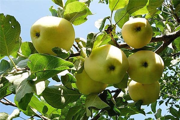 manzanas en el arbol