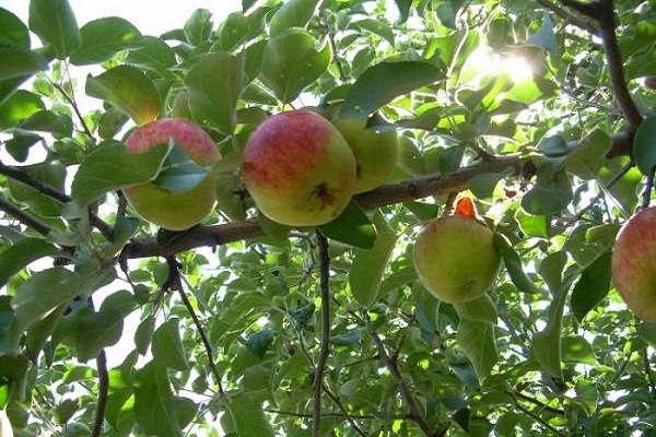 Obstbaum