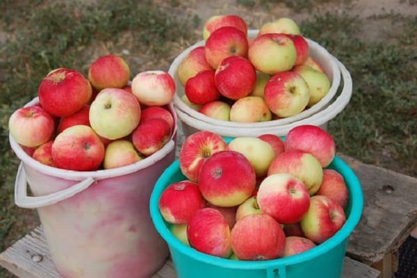 cubos de frutas 