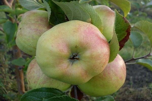 les plants portent des fruits