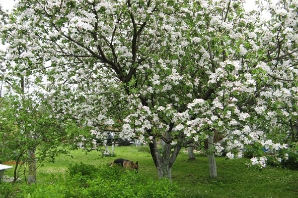 những bông hoa màu trắng 