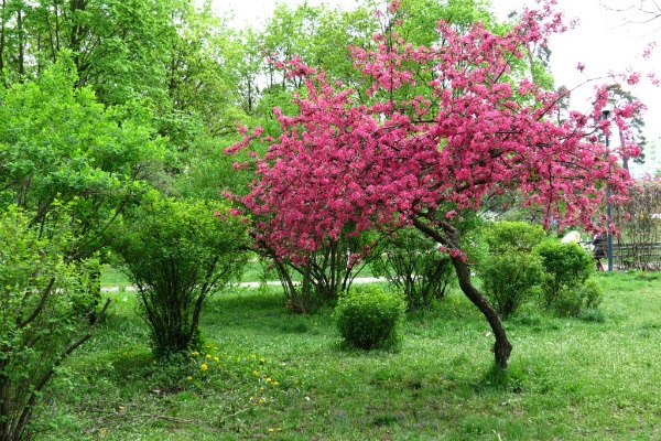 tông màu hồng nhạt