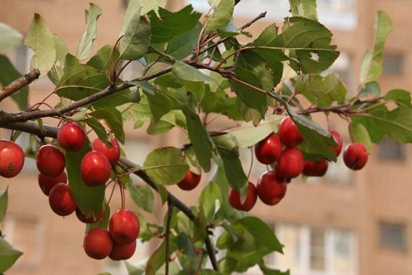 kehidupan pokok