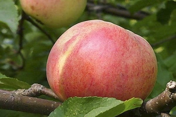odrůdy jabloní 