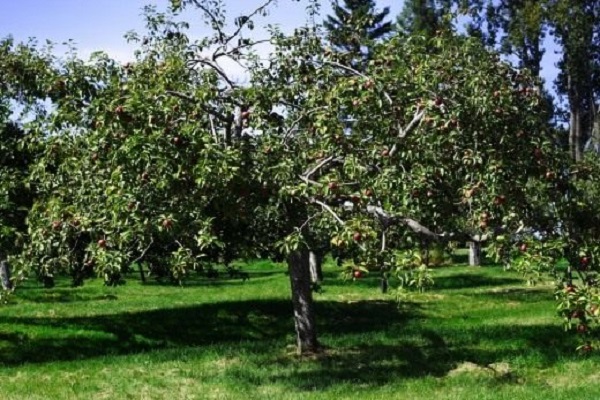 amadurecimento de frutos