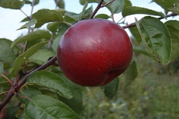 Häufigkeit der Fruchtbildung