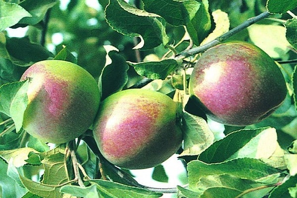 çeşitli tahminler