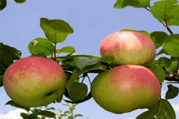 características de la fruta