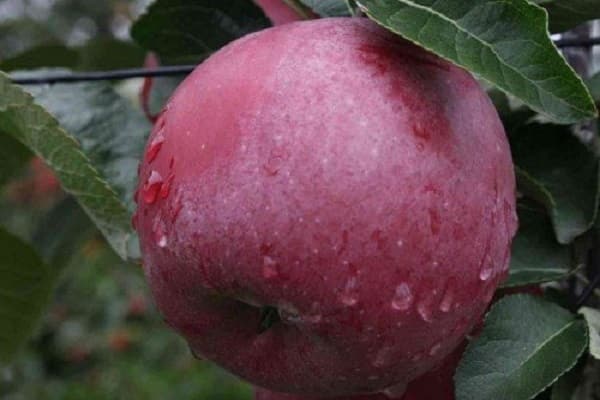 manzana al guerrero