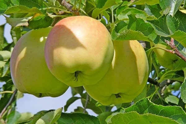 avaliação de frutas