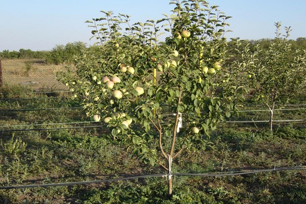 Dimensiones del árbol