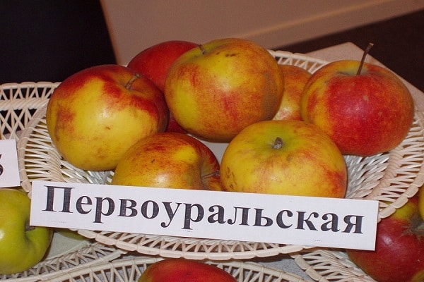 frutas en exhibición 