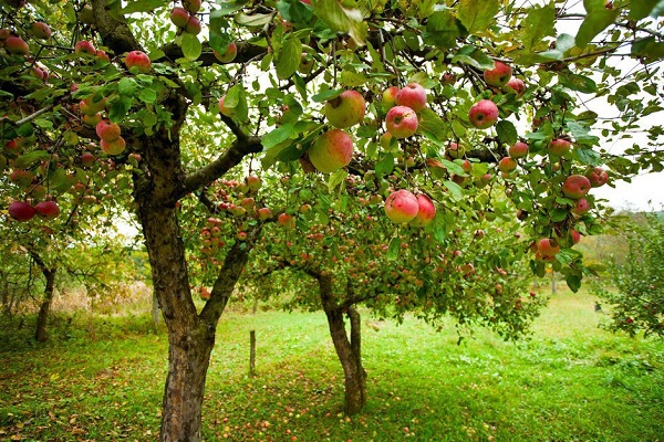 Árbol de frutas