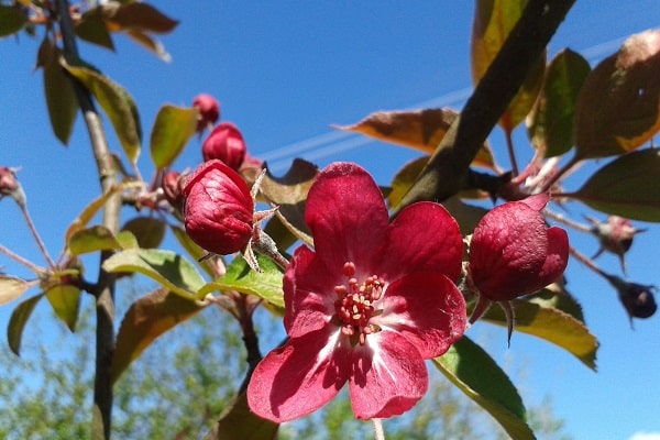 Knospen und Blüten