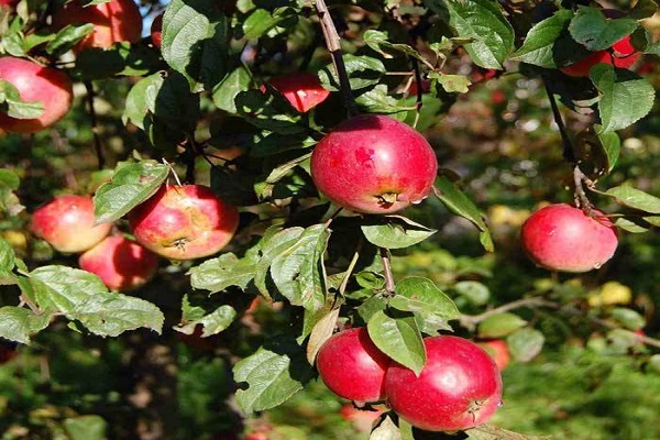 erste Fruchtbildung