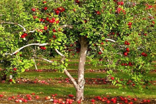 rood blad laten groeien