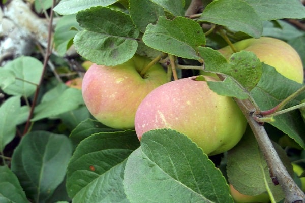 odrůda jablka 