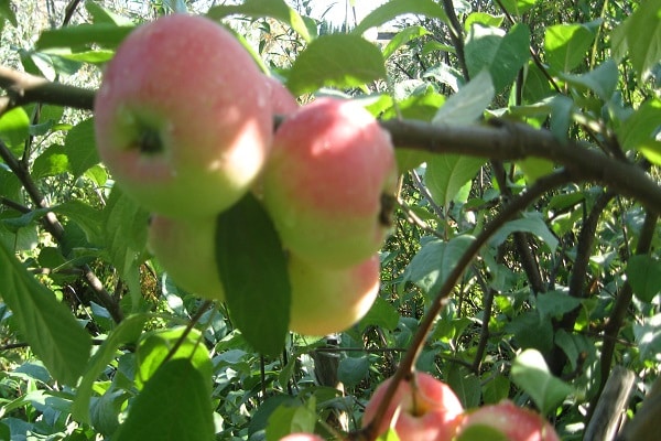 corona de la planta