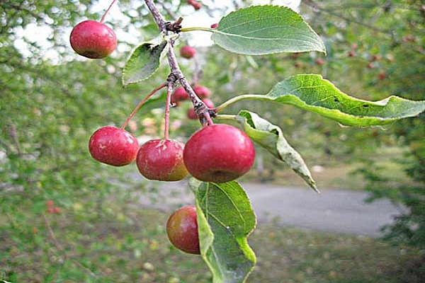 Früchte auf den Bäumen 