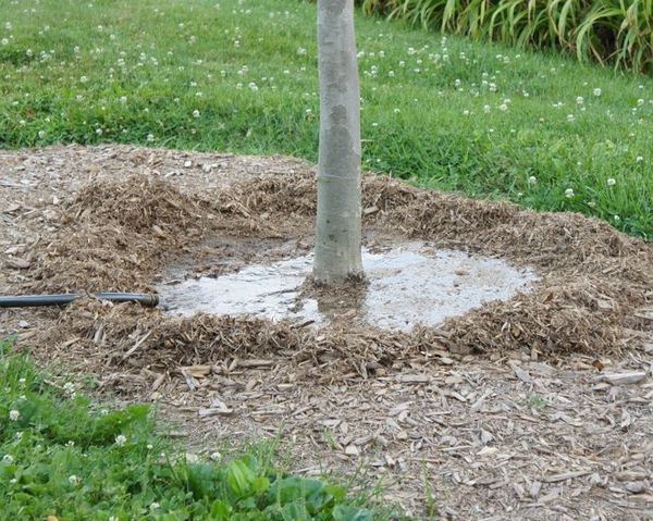 arroser le pommier