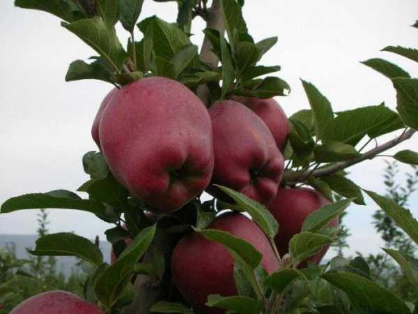 appelboom rood heerlijk