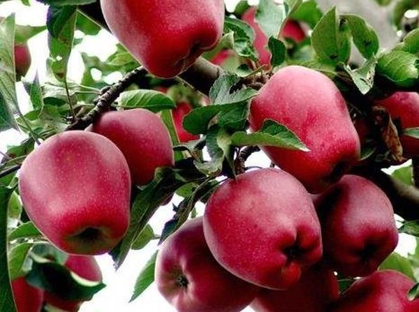 appelboom rood heerlijk