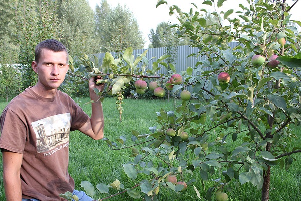 патуљасто дрво јабуке 