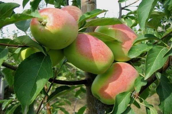 jablečný rozmarýn