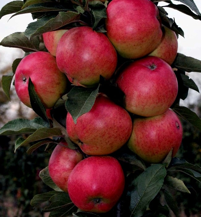 säulenförmiger Apfelbaum