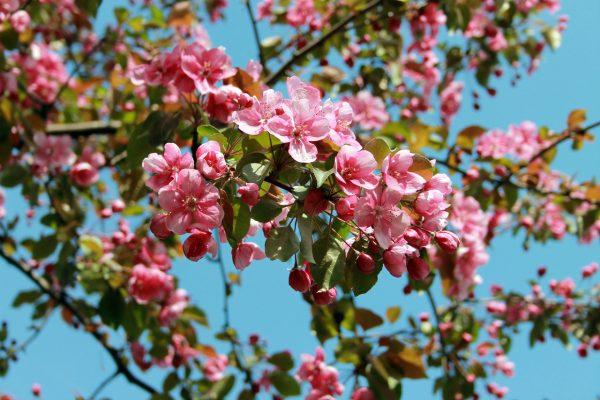 flor de prunera 