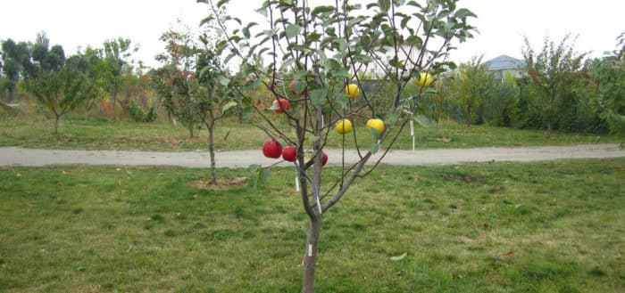 zasadil jabloně