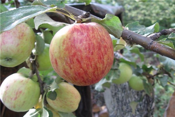 vlastnosti jabloně