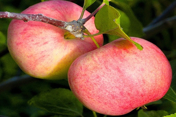 fruits sur l'arbre 