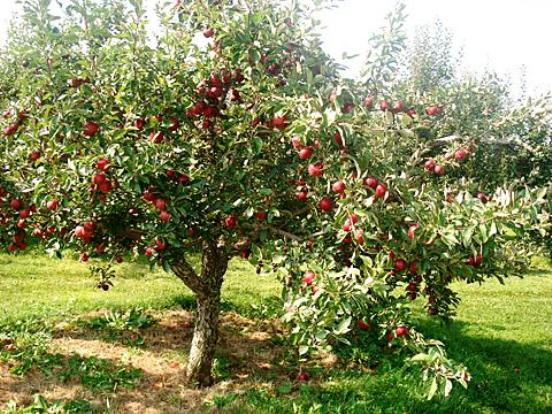 gloire du pommier aux gagnants