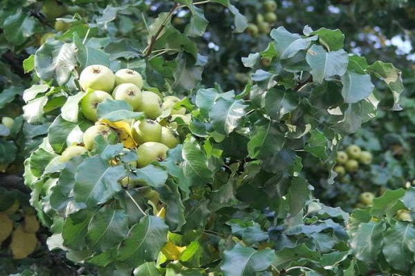 vertiendo fruta