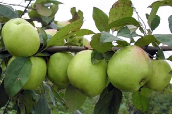 odrůda jablka
