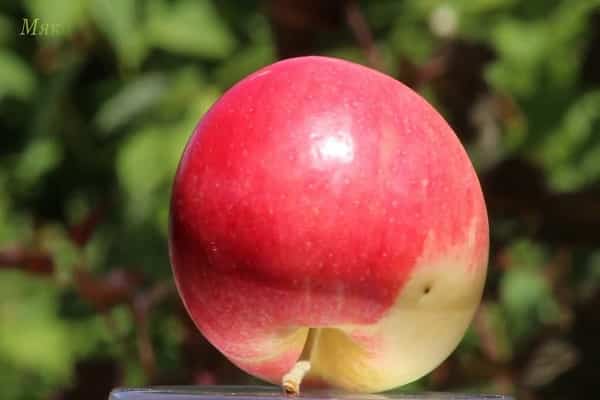 odrůda jablka