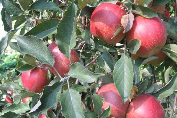 frutas prontas 