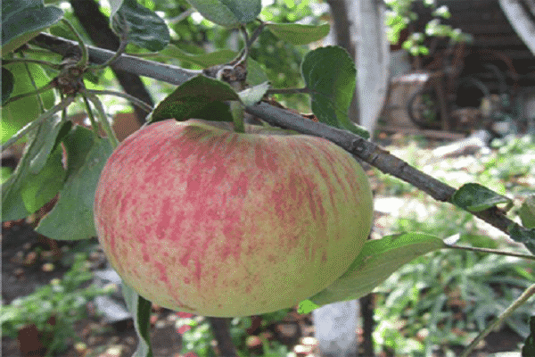 odrůda jablka 