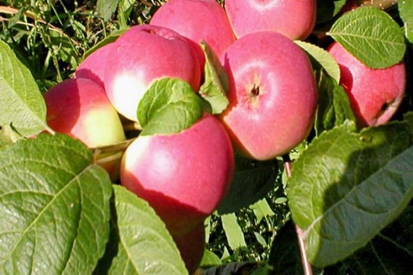 mladé jabloně 