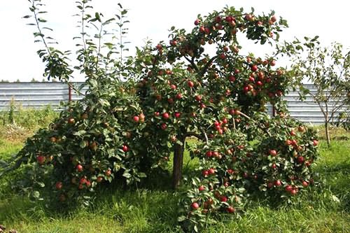 kriechender Apfelbaum