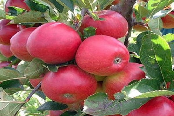 jabloň Cherry