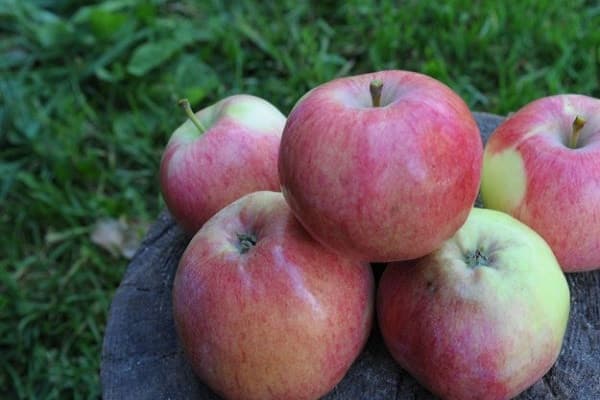 vitaminas em um tronco 