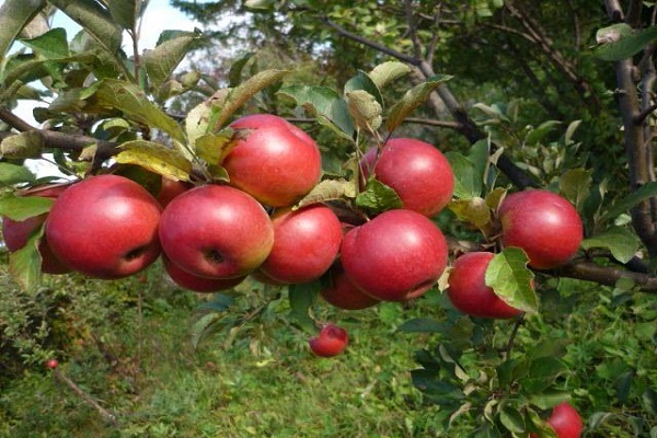 beautiful branch 