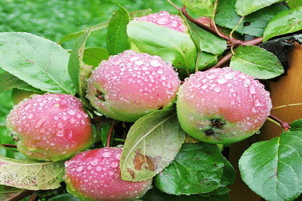 Popis a charakteristika odrůdy jabloně Cherry, výsadba a pěstování