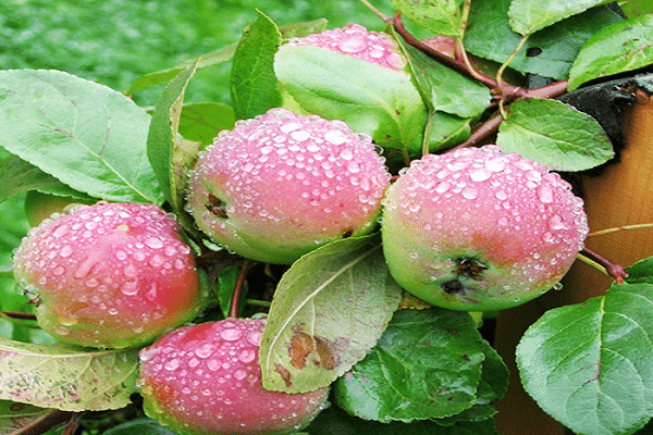 Beschrijving en kenmerken van de kersenappelboomvariëteit, planting en teelt